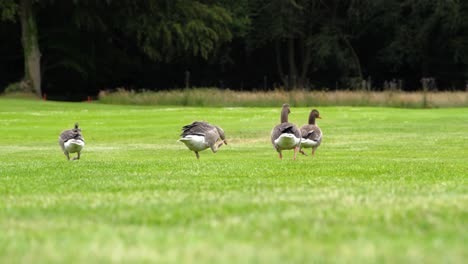 four geese birds group walking on a golf court, during a windy day in slow motion
