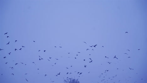 birds fly in winter conditions. black birds fly through snowflakes. crows in flight