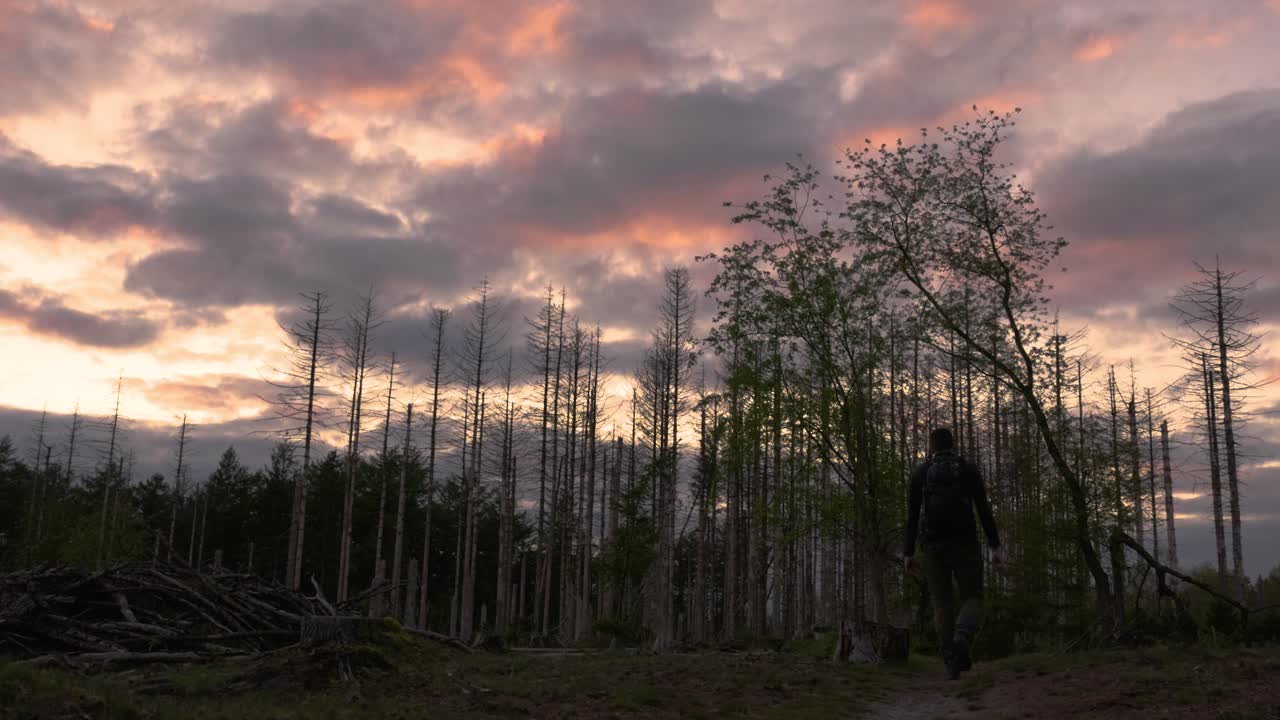 Silhouette of a hiker in a sunset forest with dead trees
