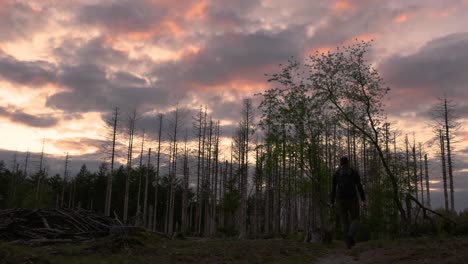 silhouette of a hiker in a sunset forest with dead trees