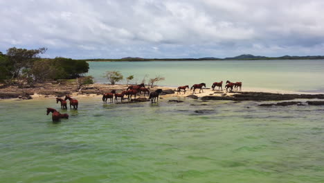 Herde-Von-Wildpferden-In-Nord-Neukaledonien,-Die-Auf-Einer-Kleinen-Sandbank-Stehen