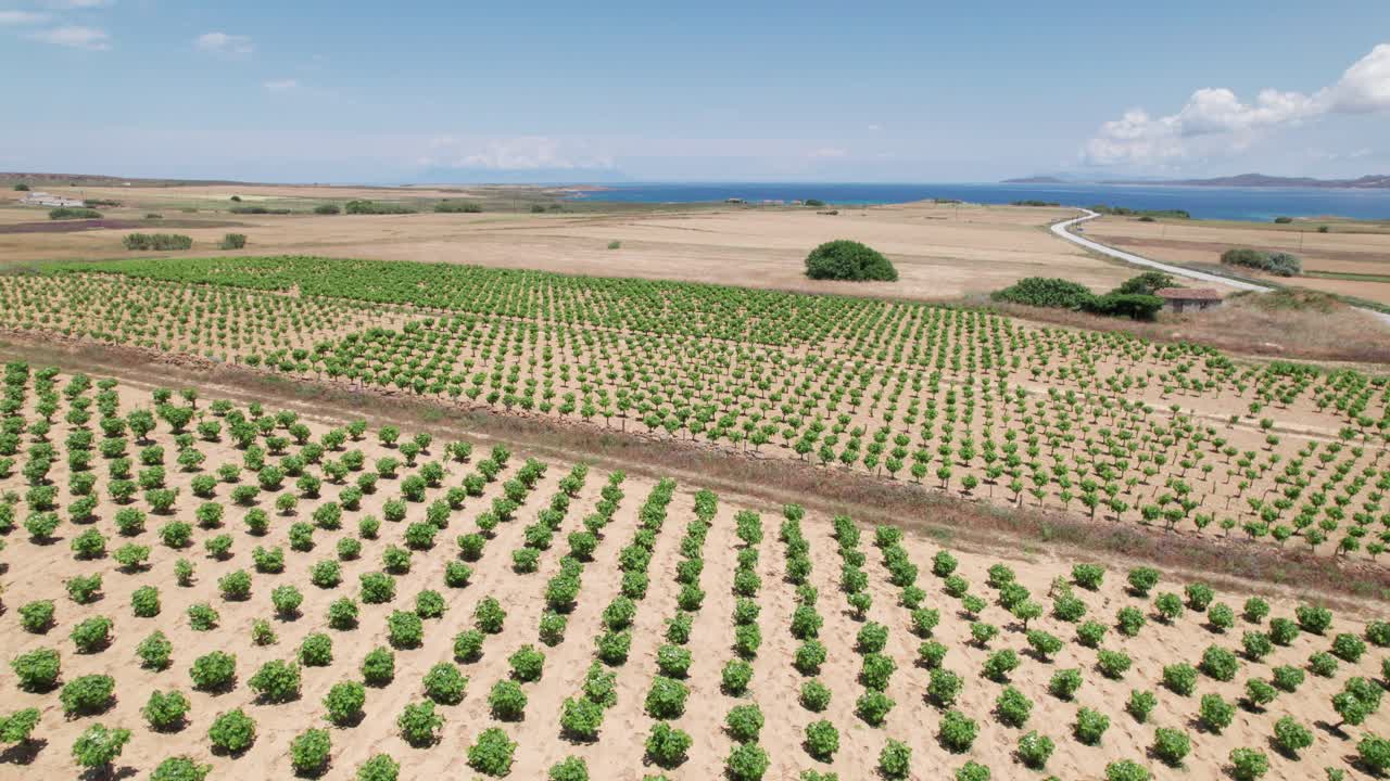 드론이 나무 농장 유치원 위로 올라와 건조한 환경에서 큰 식물원을 드러니다.
