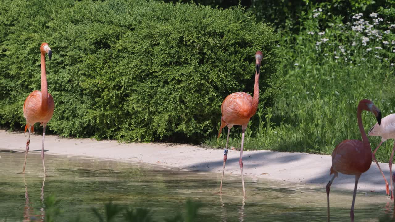 A beautiful flock of pink, orange, and white flamingos wade together, walking and drinking from a shallow pond in their lush, green enclosure at Seoul Grand Park Zoo on a sunny day.