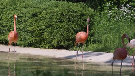 a beautiful flock of pink, orange, and white flamingos wade together, walking and drinking from a shallow pond in their lush, green enclosure at seoul grand park zoo on a sunny day.