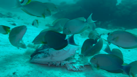 group of reef fish feeding on a huge tuna head which lies on sandy seabed