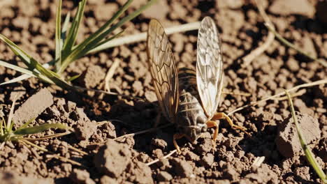 cicada on the ground