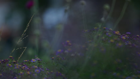 aster amellus plants in bloom in urban setting, blurred background with people walking by, bokeh of street light, purple flowers