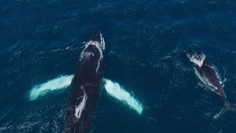 wieloryby grzbietowe na powierzchni niebieskiej wody oceanicznej, zatoka saman