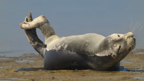 linda foca común estirándose y bostezando en la playa de arena en un día soleado
