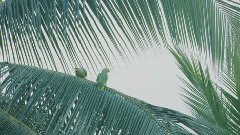 yellow-napped amazon parrots perched on a branch in costa rica