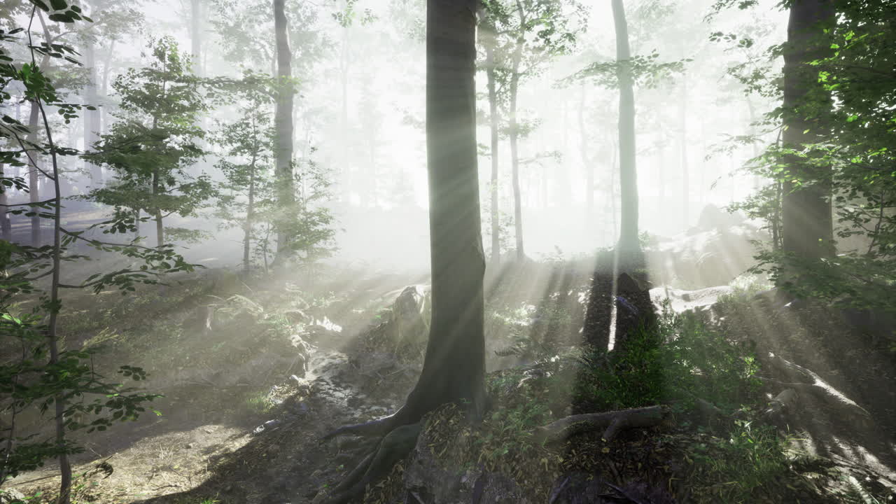 Sunlight filtering through a mystical forest in early morning hours