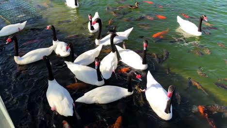 Alimentando-A-Los-Cisnes-Y-Peces-Koi-En-El-Estanque