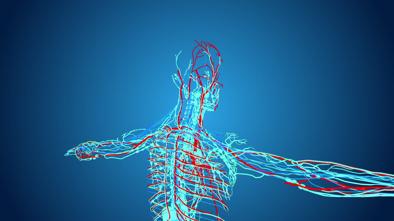 Human Anatomy - Vascular and Skeletal Systems
