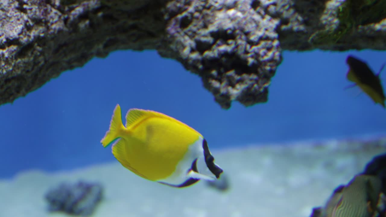 Nærbillede af farverige og sjældne fisk under vandet