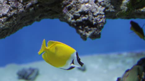 close up of colorful and rare fishes in underwater