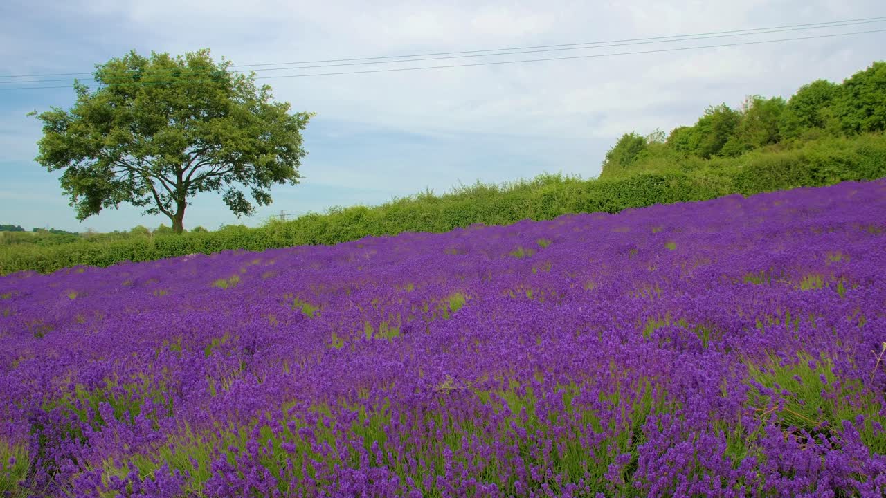 una brisa tranquila sobre un hermoso campo de lavanda vibrante y un gran árbol verde