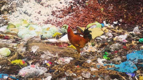 a chicken stands on a landfill, a stark reminder of environmental degradation and its impact on animals