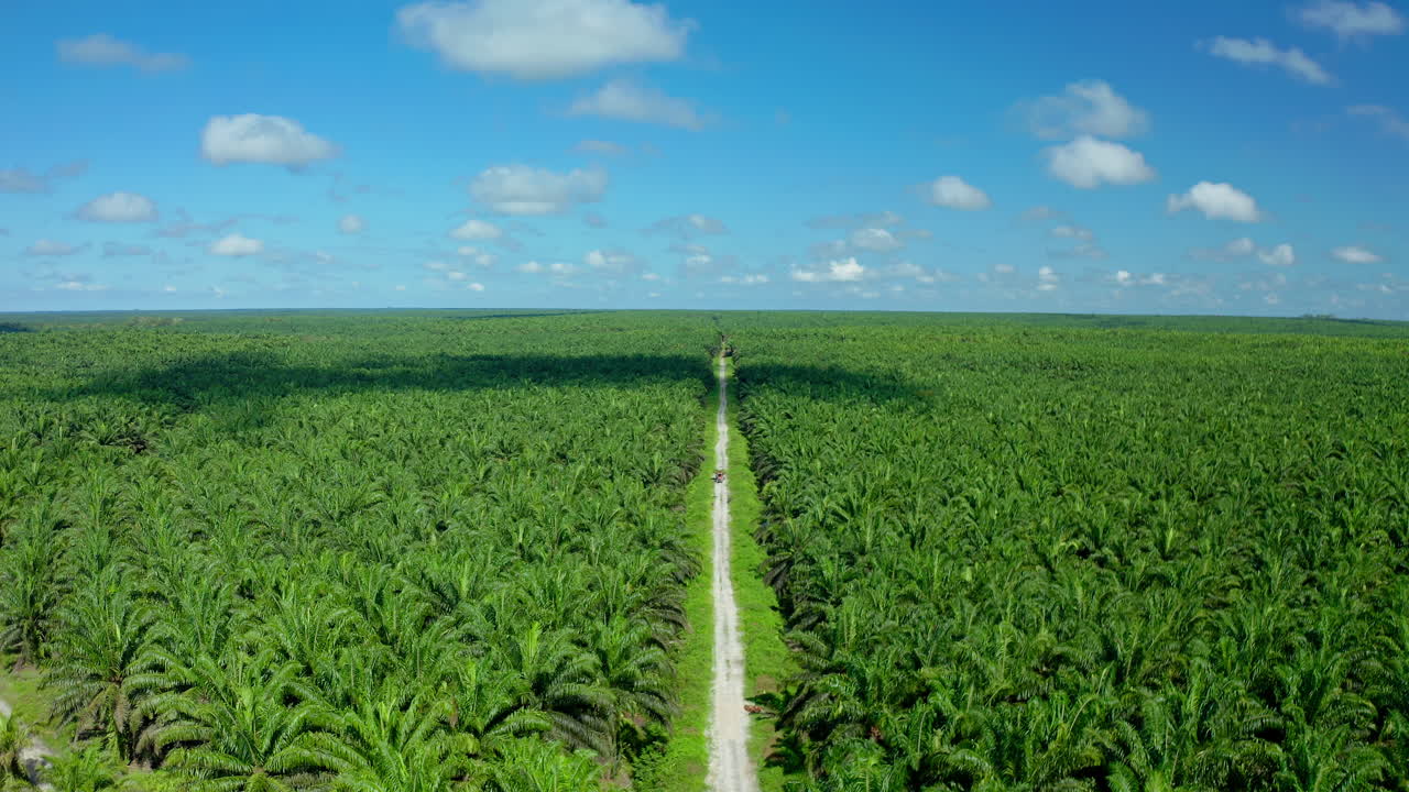 오일  플랜테이션 공중 사진