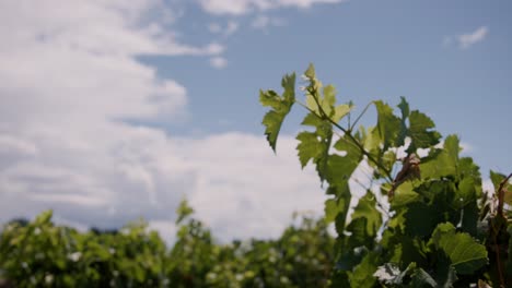 experience the allure of a new zealand vineyard bathed in sunlight