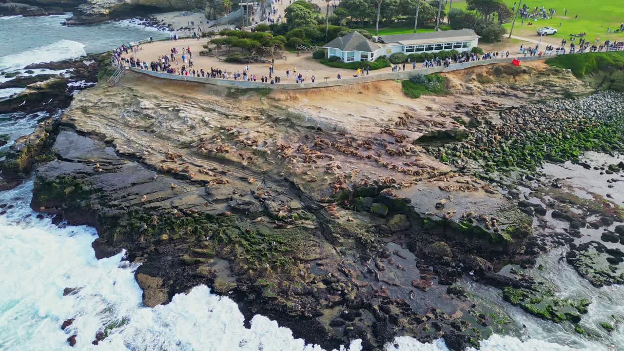 A drone captures people gathered on La Jolla Beach, observing large groups of sea lions along the shoreline.