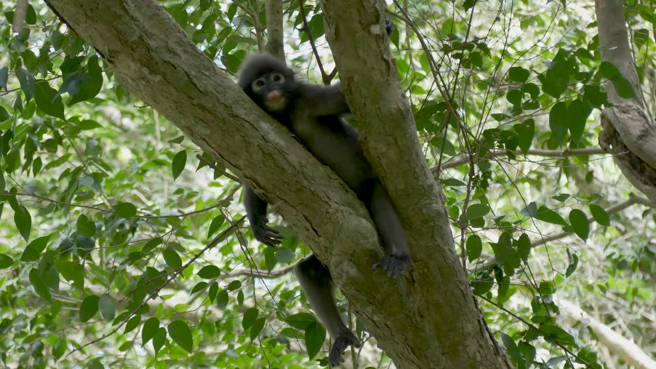 mono de hoja oscura o langur de anteojos rascándose el pie en el árbol