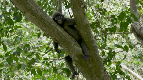 Dusky-Leaf-Monkey-Oder-Brillenlangur-Kratzen-Sich-Den-Fuß-Am-Baum