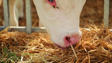 cow feeding in the farm