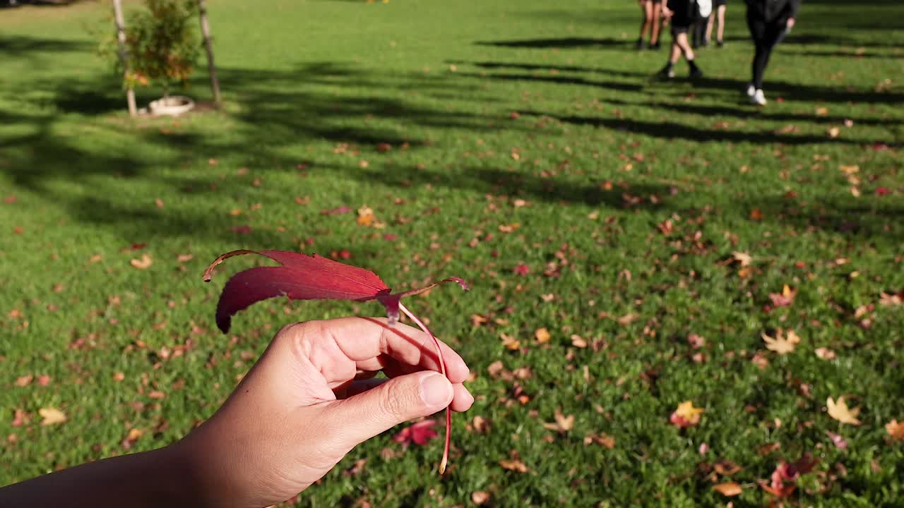 Hand holding red sweetgum leaf in a park