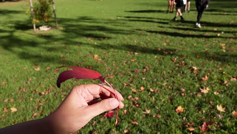 hand holding red sweetgum leaf in a park