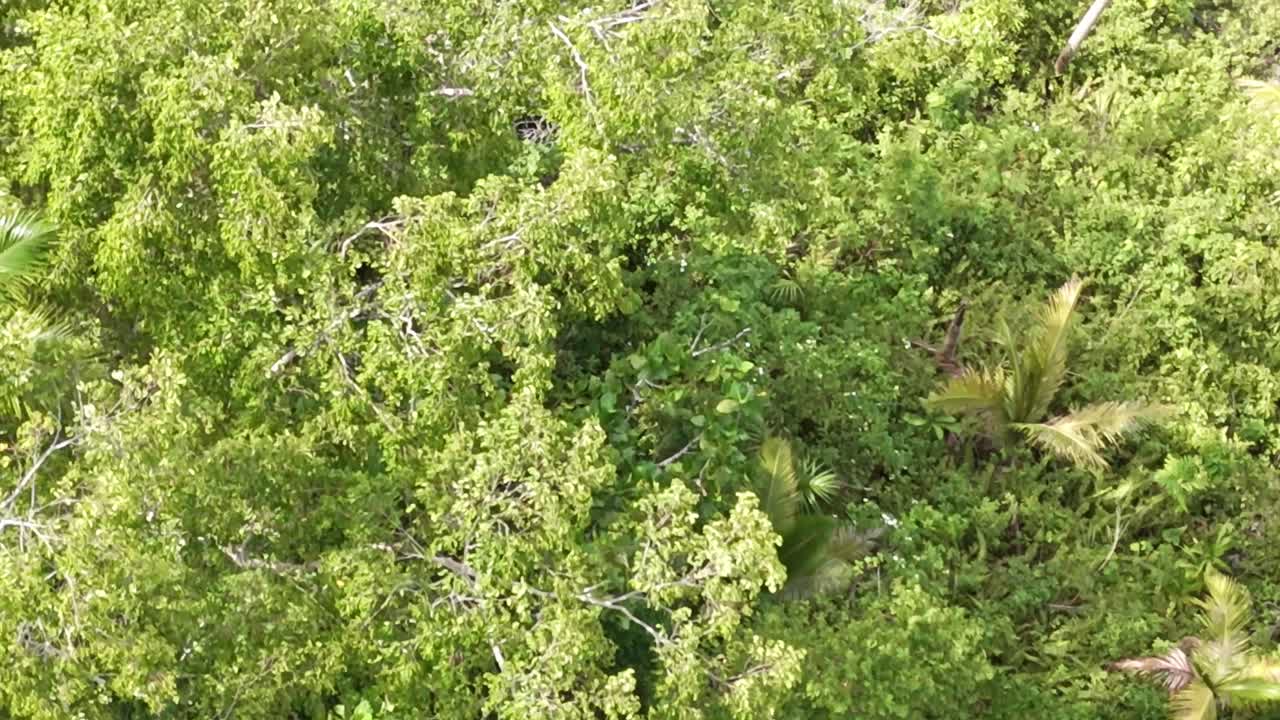 clip aéreo de un denso bosque perenne en la región montañosa de filipinas