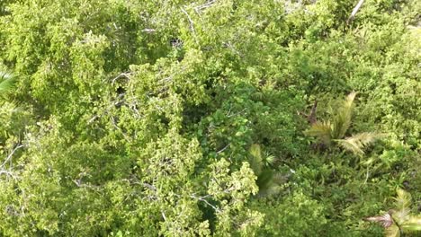 Clip-Aéreo-De-Un-Denso-Bosque-Siempreverde-En-La-Región-Montañosa-De-Filipinas