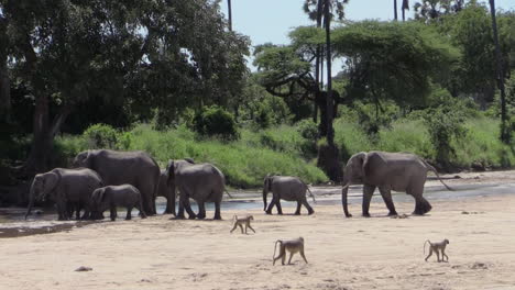 seven african elephants walk towards water through a half-dry river bed