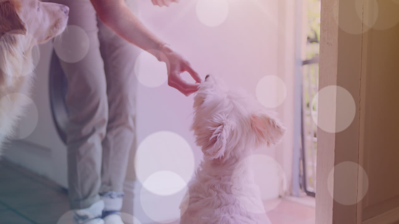 manchas blancas contra la sección media de una mujer alimentándola a los perros en casa