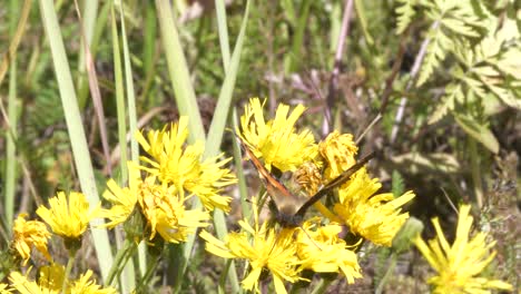 Schmetterling-Sitzt-Auf-Gelben-Blumen,-Insektenflügelkonzept