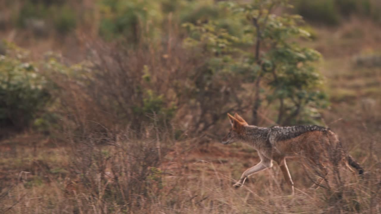 Black-backed jackal trotting in african savannah bushland, slow motion