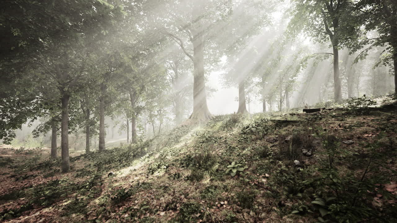 푸른 숲 속 의 아름다운  ⁇ 빛 의 생생 한 풍경