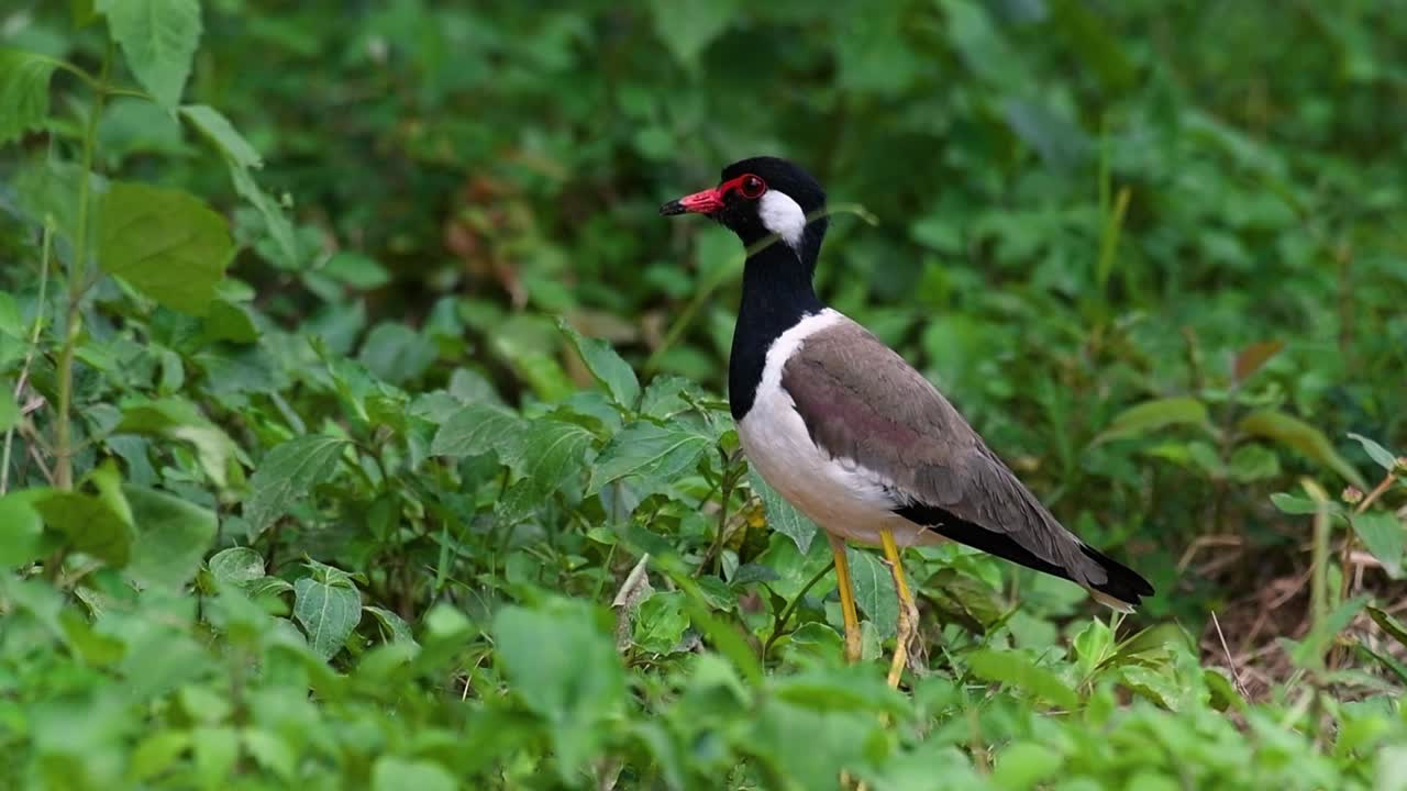 el avefría de barbas rojas es una de las aves más comunes de tailandia
