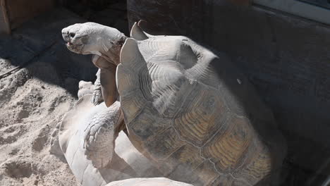 a male tortoise stands on a female to mate in a zoo, shelled reptile, reproduction