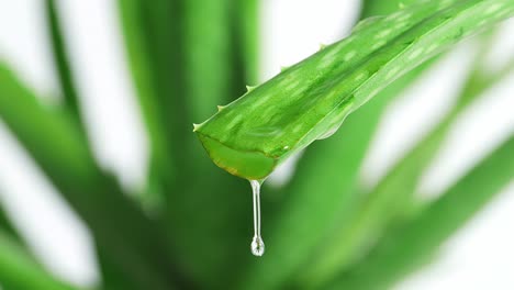 slow motion of aloe vera leaf with juice, gel drips from the stems on white background. close up of succulent plant leaves, natural medical plant for organic cosmetics