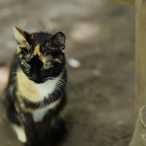 street cat sitting on nature