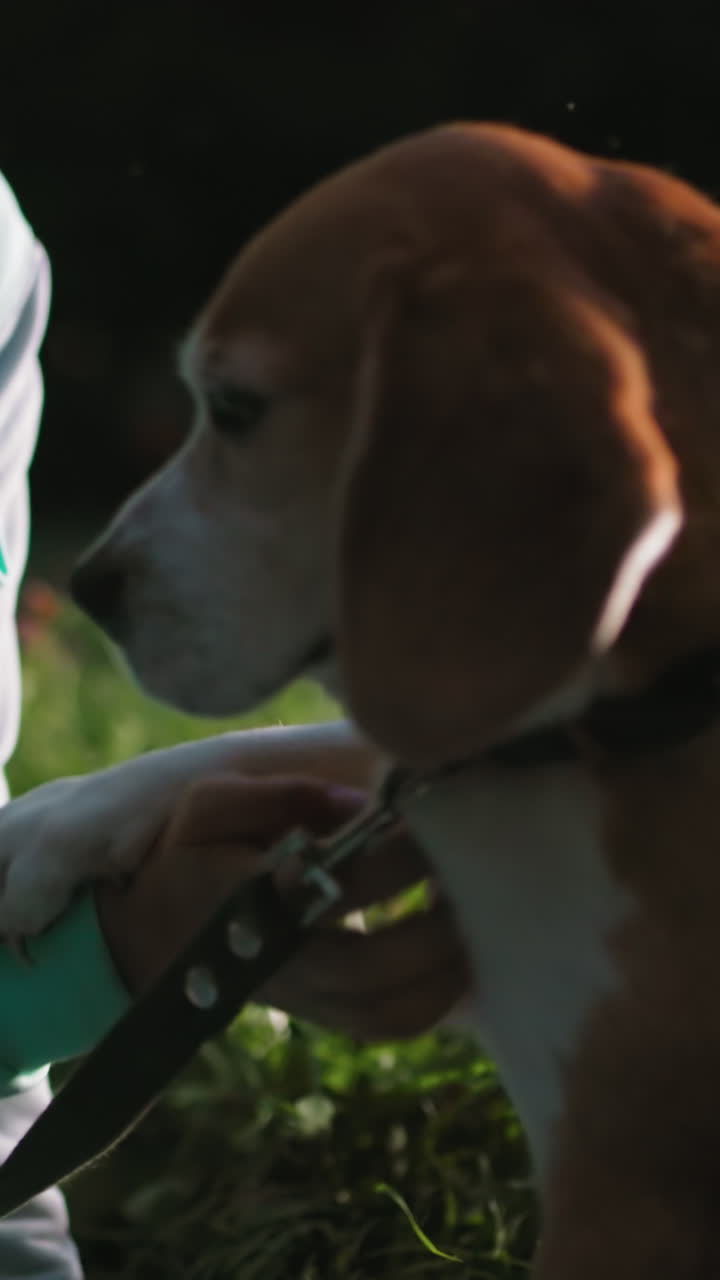 Dog resting peacefully, Beagle relaxing with owner nearby, Calm beagle lying beside gentle owner in quiet park, Serene dog and owner sharing tranquil moment in softly lit grassy area