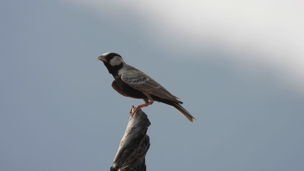 들판 참새 - 연못 - 지역