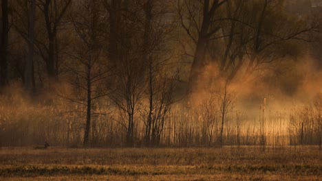 A deer lies in a meadow at sunrise, as the mist and fog rise. The sun illuminates the mist at golden hour. A beautiful landscape in a beautiful natural setting. A mystical moment.
