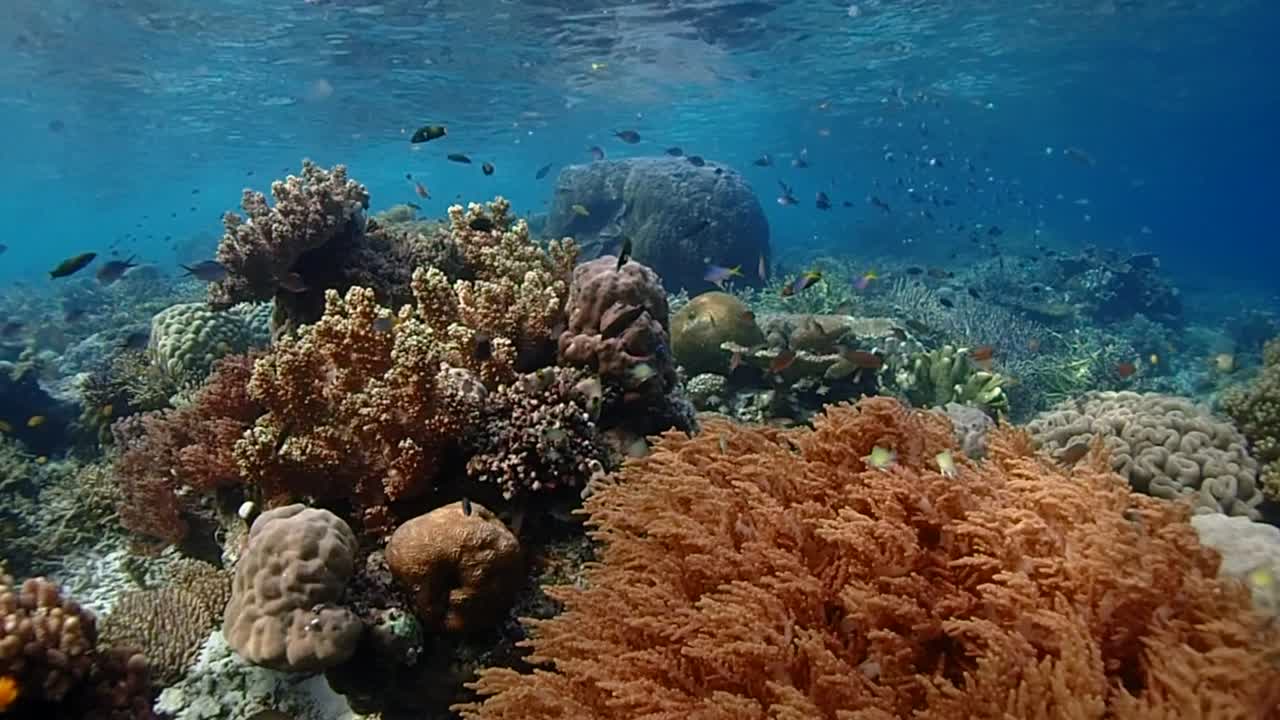 deslizándose a través de un arrecife de coral poco profundo y saludable en raja ampat