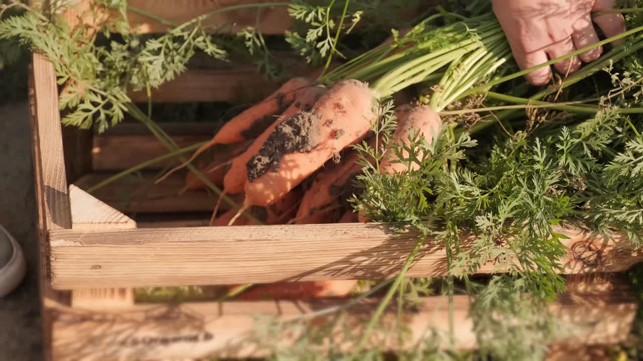 The farmer is stacking freshly picked carrots. Harvesting concept. Agribusiness.