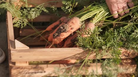 the farmer is stacking freshly picked carrots. harvesting concept. agribusiness.