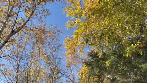 Mirando-Hacia-Los-árboles-Altos-En-Otoño---ángulo-Bajo