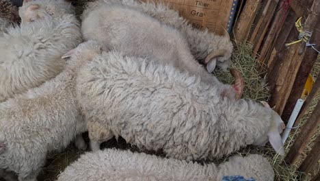 a flock of sheep and lambs in a pen