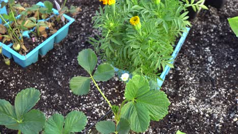 freshly planted strawberries already with blossoms on them