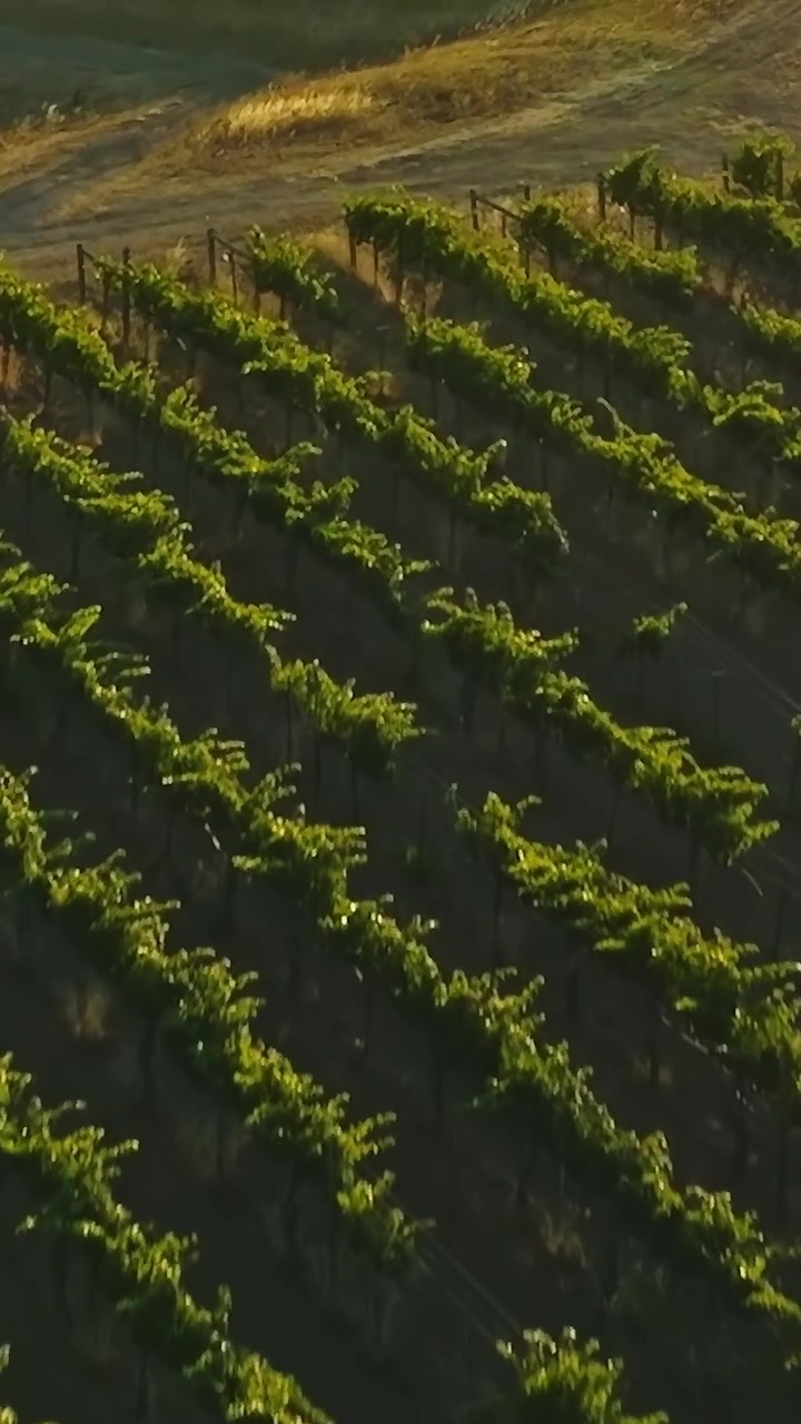 I vigneti nella Napa Valley in California mostrano il paesaggio dall'alto